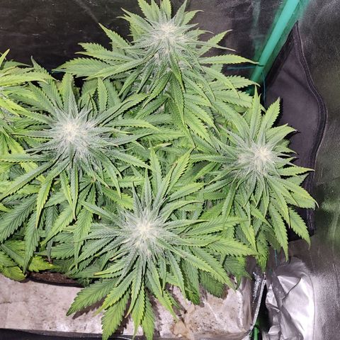 Methane #2 growlog timeline photo