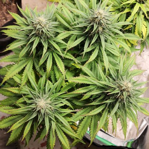 Methane #2 growlog timeline photo