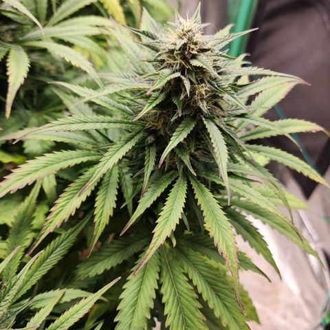 Methane #2 growlog timeline photo