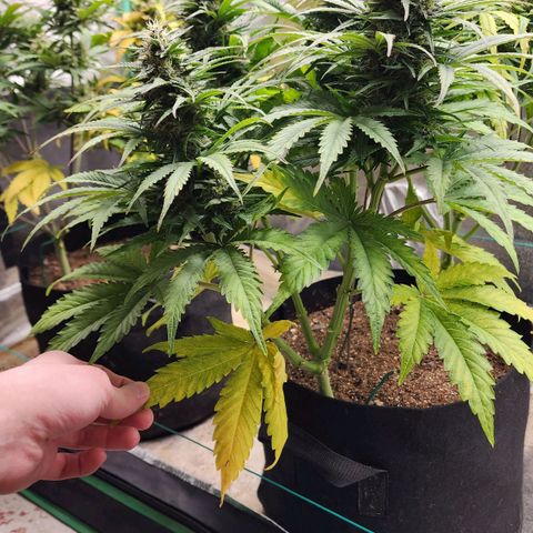 Methane #2 growlog timeline photo