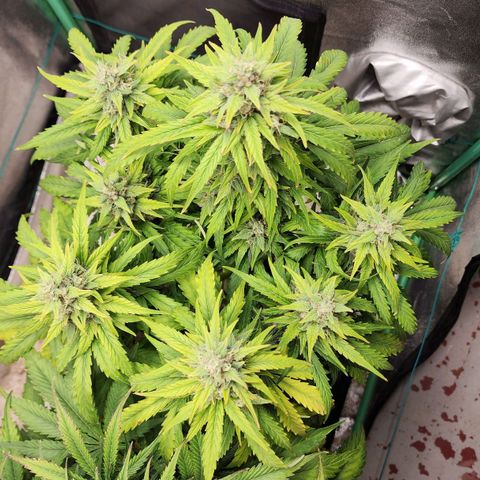 Methane #1 growlog timeline photo