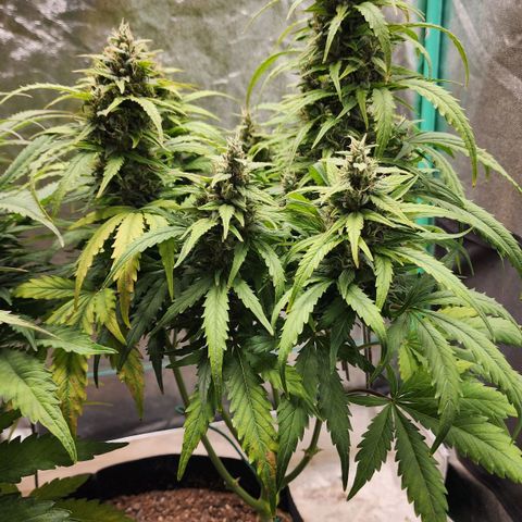 Methane #1 growlog timeline photo