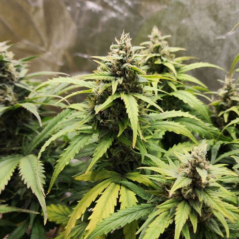 Methane #1 growlog timeline photo