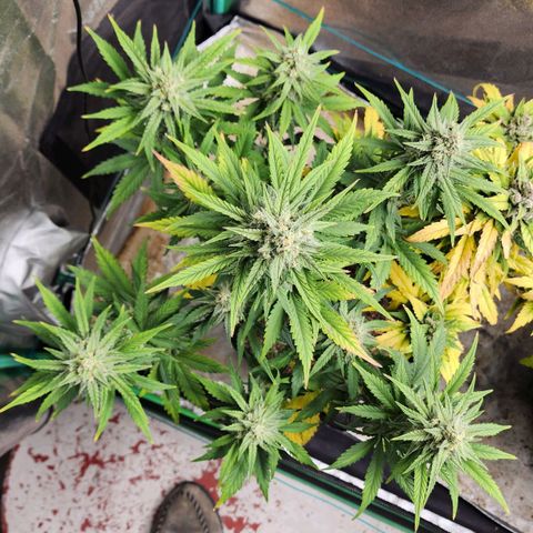 Gorilla Glue #2 growlog timeline photo