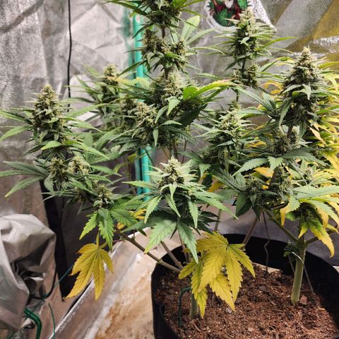 Gorilla Glue #2 growlog timeline photo