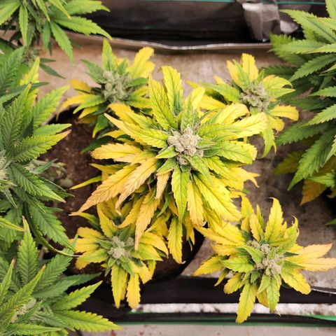 Gorilla Glue #1 growlog timeline photo
