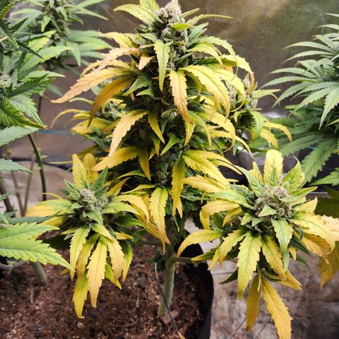 Gorilla Glue #1 growlog timeline photo