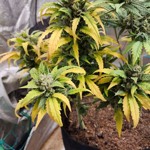 Gorilla Glue #1 growlog timeline photo