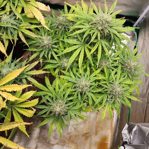 Mango Mrrr  #1 growlog timeline photo