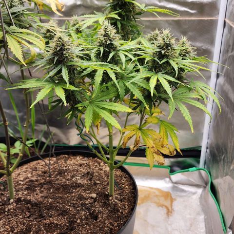 Mango Mrrr  #1 growlog timeline photo