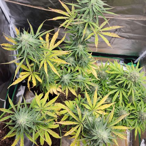 Mango Mrrr  #2 growlog timeline photo