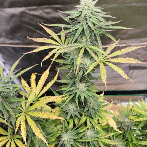 Mango Mrrr  #2 growlog timeline photo