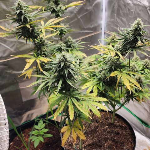 Mango Mrrr  #2 growlog timeline photo