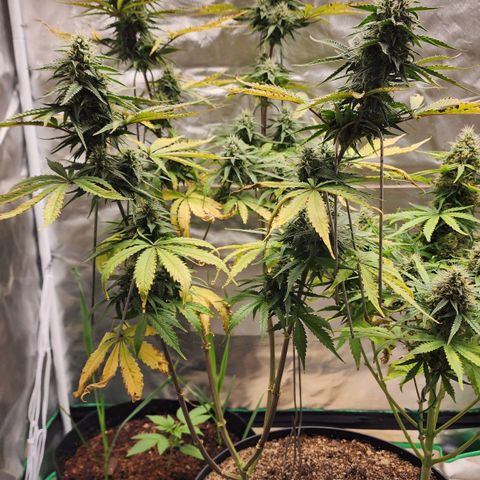 Mango Mrrr  #2 growlog timeline photo