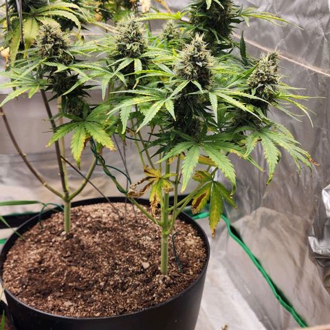 Mango Mrrr  #1 growlog timeline photo