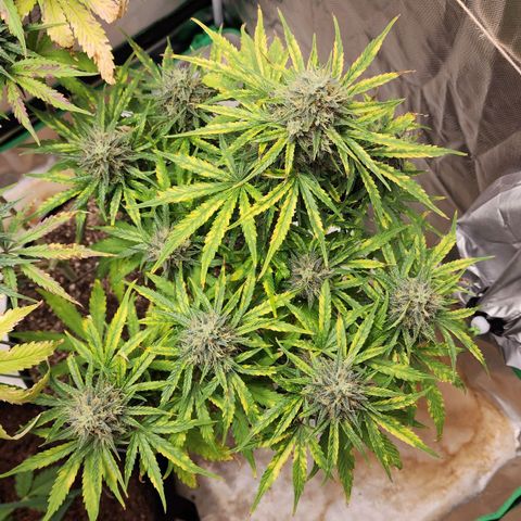 Mango Mrrr  #1 growlog timeline photo