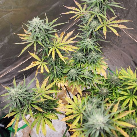 Mango Mrrr  #2 growlog timeline photo