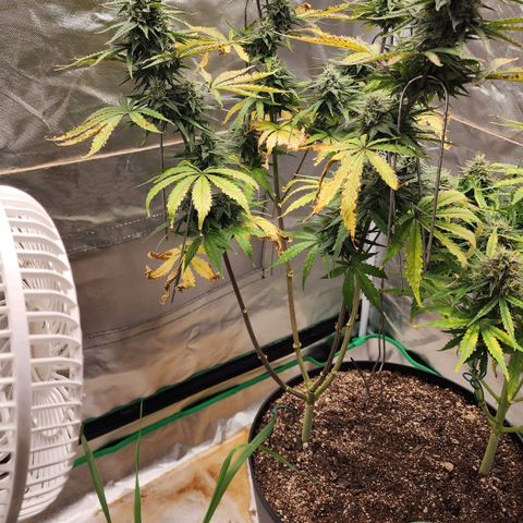 Mango Mrrr  #2 growlog timeline photo