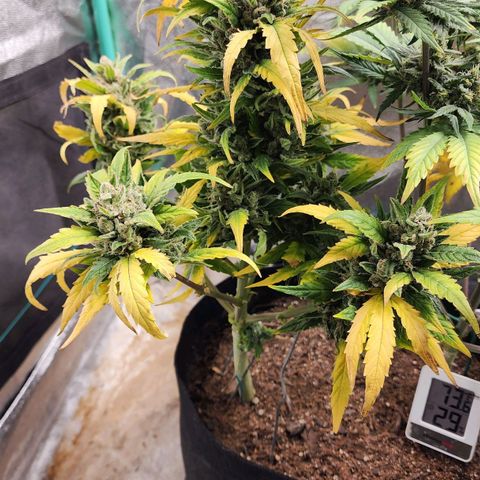 Gorilla Glue #1 growlog timeline photo
