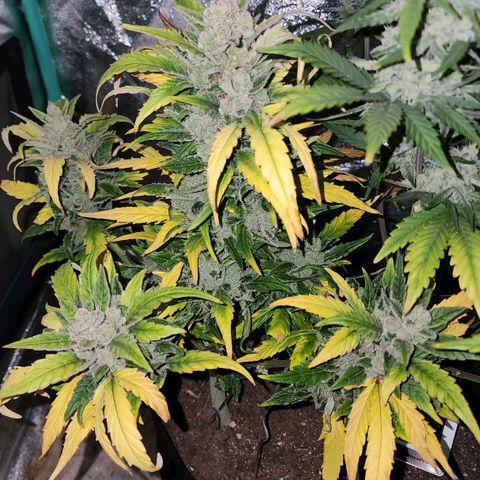 Gorilla Glue #1 growlog timeline photo