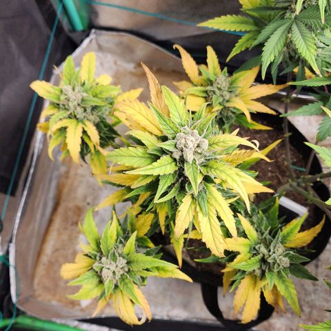 Gorilla Glue #1 growlog timeline photo