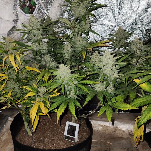 Gorilla Glue #2 growlog timeline photo