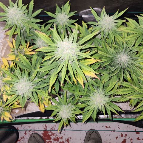 Gorilla Glue #2 growlog timeline photo