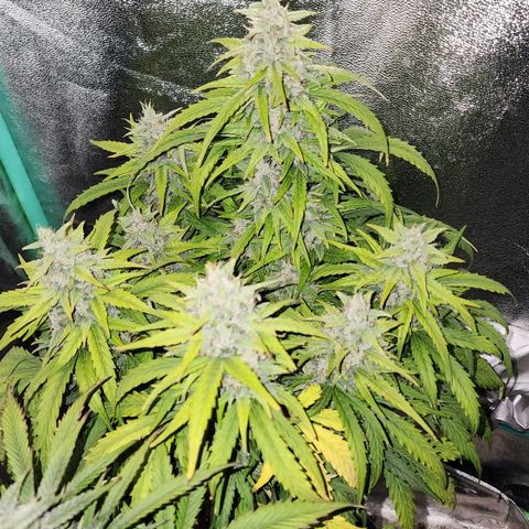 Methane #1 growlog timeline photo