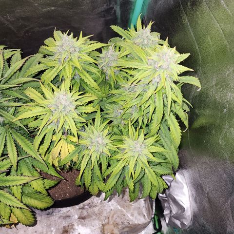 Methane #1 growlog timeline photo