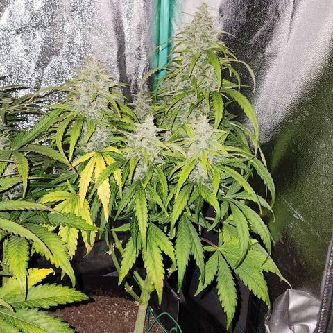 Methane #1 growlog timeline photo