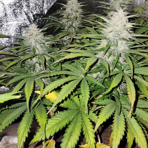 Methane #2 growlog timeline photo
