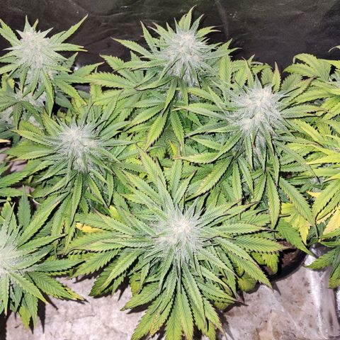 Methane #2 growlog timeline photo