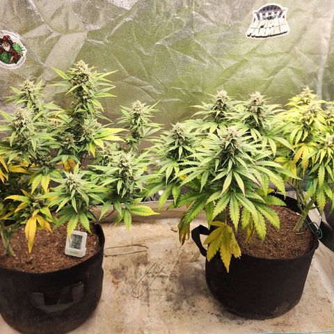 Gorilla Glue #1 growlog timeline photo