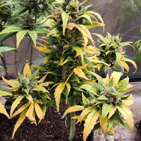 Gorilla Glue #1 growlog timeline photo