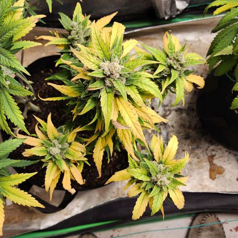 Gorilla Glue #1 growlog timeline photo