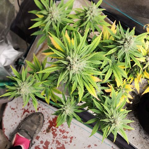 Gorilla Glue #2 growlog timeline photo