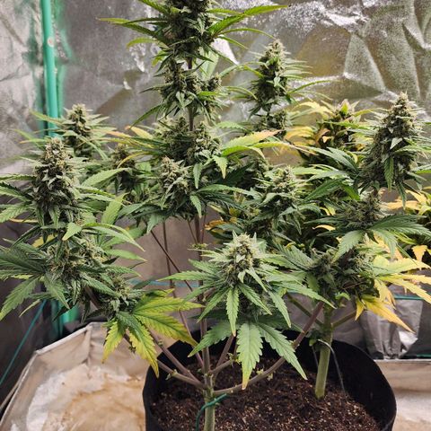 Gorilla Glue #2 growlog timeline photo