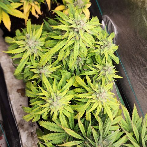 Methane #1 growlog timeline photo