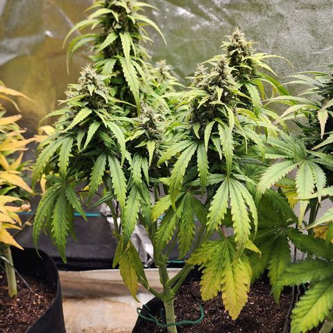 Methane #1 growlog timeline photo