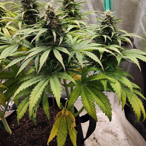 Methane #2 growlog timeline photo