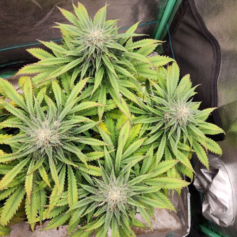 Methane #2 growlog timeline photo
