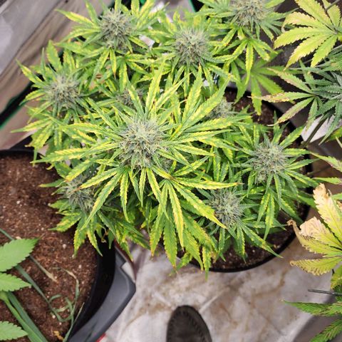 Mango Mrrr  #1 growlog timeline photo