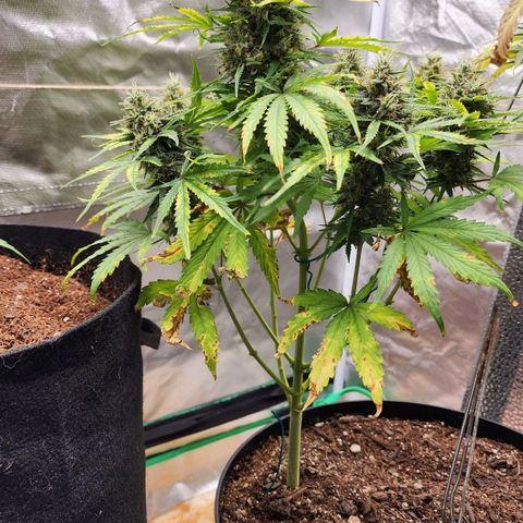 Mango Mrrr  #1 growlog timeline photo