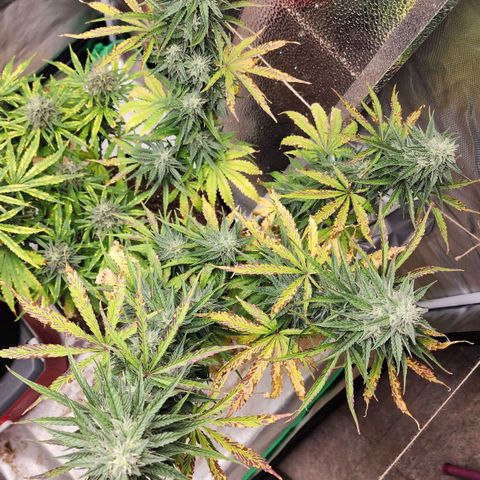 Mango Mrrr  #2 growlog timeline photo