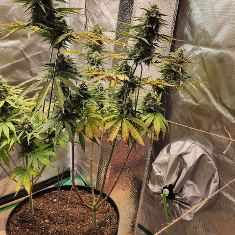 Mango Mrrr  #2 growlog timeline photo