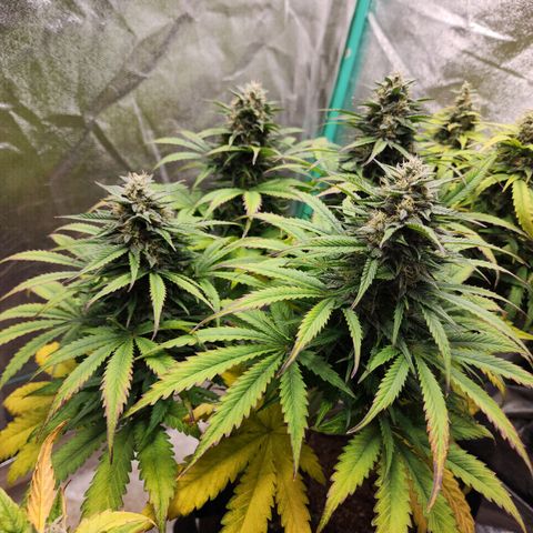 Methane #2 growlog timeline photo