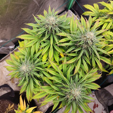 Methane #2 growlog timeline photo