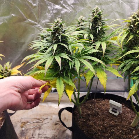 Methane #2 growlog timeline photo