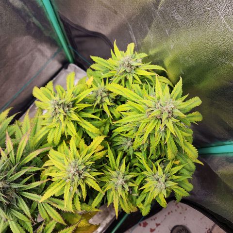 Methane #1 growlog timeline photo