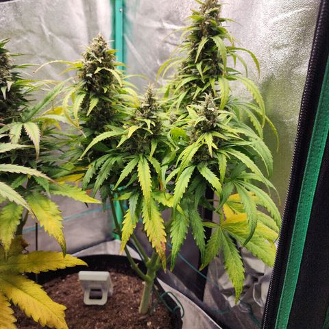 Methane #1 growlog timeline photo